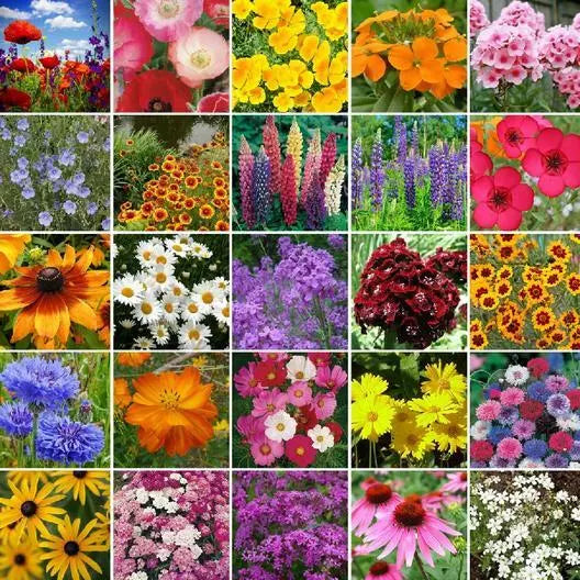 Northeast Wildflower Mix Seed Pack – 25 Native Perennial Species for Gardens and Meadows - Non-GMO, Pollinator-Friendly