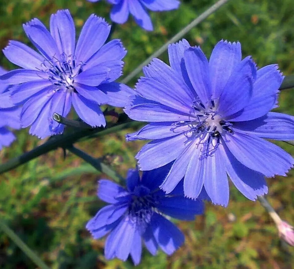 Chicory Seeds 300+ Italian Dandelion Blue Flowers Non-GMO Garden Seeds