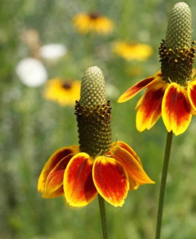 Mexican Hat Flower Seeds 1000 Count - Drought Tolerant, Deer Resistant, Native Wildflower - Ratibida columnifera