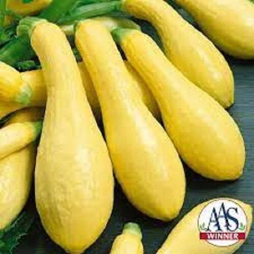 Premium Organic Seeds for Prolific Straightneck Yellow Squash - Cucurbita pepo, Non-GMO, Heirloom Variety, Gardening, Vegetable Seeds
