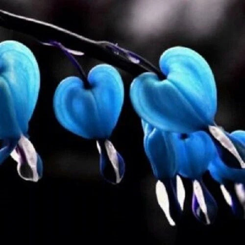 Blue Bleeding Heart Seeds - 25 Perennial Flower Seeds - Dicentra eximia - Blue Blooms for Shade Gardens