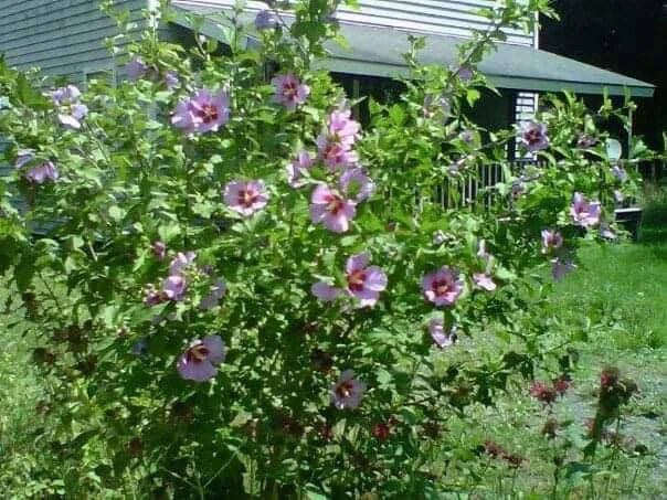 Rose of Sharon Live Plant Starter Bush 10 Pack | Organic Hibiscus syriacus | Deciduous Shrubs for Garden, Hedges & Pollinator Attracting