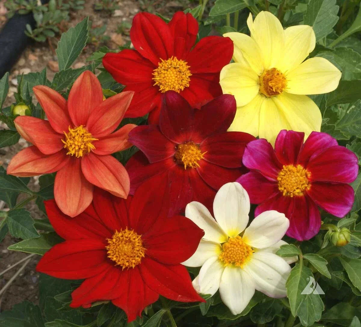 Dahlia Seeds Mixed Colors Dwarf Cut Flower Annual 200 Non-GMO for USA Gardens
