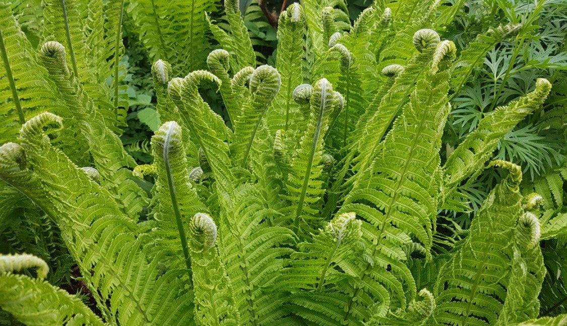 Fiddlehead Fern Plants - Live Large Green Matteuccia struthiopteris - Indoor & Outdoor Ferns, Hardy, Low Maintenance