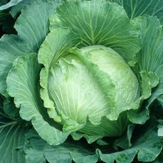 Cabbage Seeds for All Seasons - Brassica oleracea var. capitata - Pack of 100 Seeds for Spring, Summer, Fall Planting