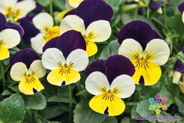 200+ Pansy Seeds Admire Lemon Purple Wing Viola Tricolor Var. Hortensis Garden Flower Seeds