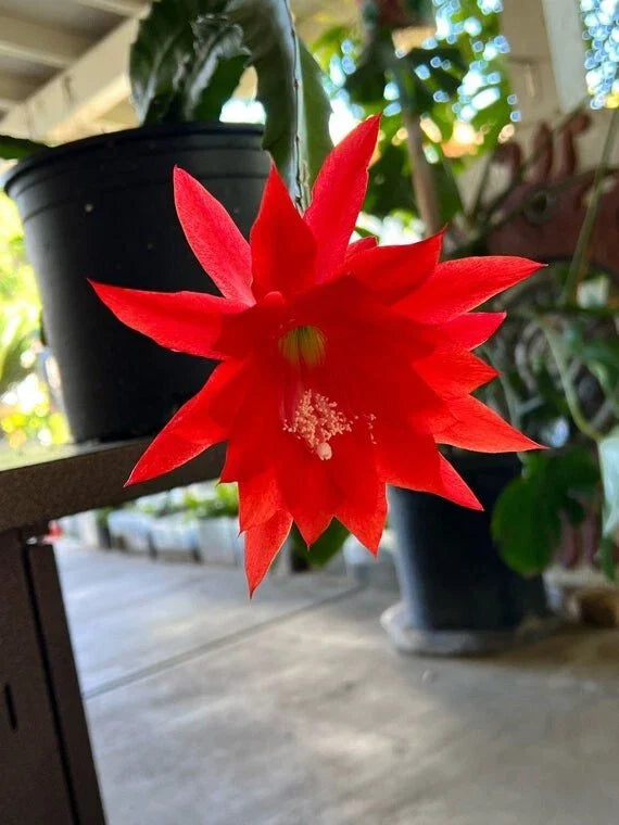 Live Orchid Cactus 8" Tall in 4" Pot with Red Blooms - Rare Epiphyllum