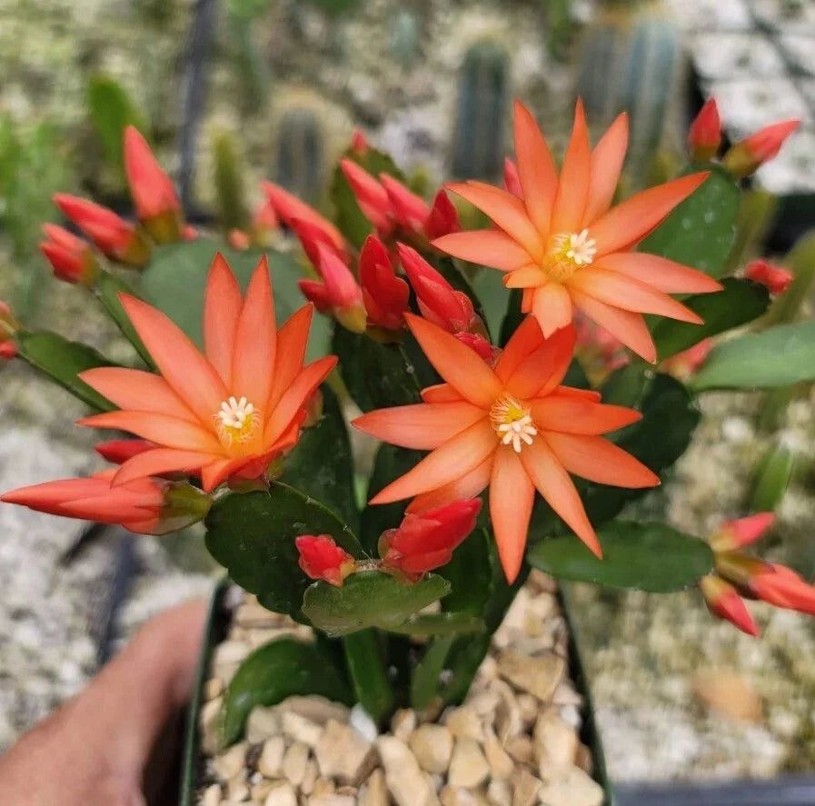 Orange Easter Cactus Live Plant in 3-Inch Pot | Schlumbergera gaertneri with Bright Orange Blooms