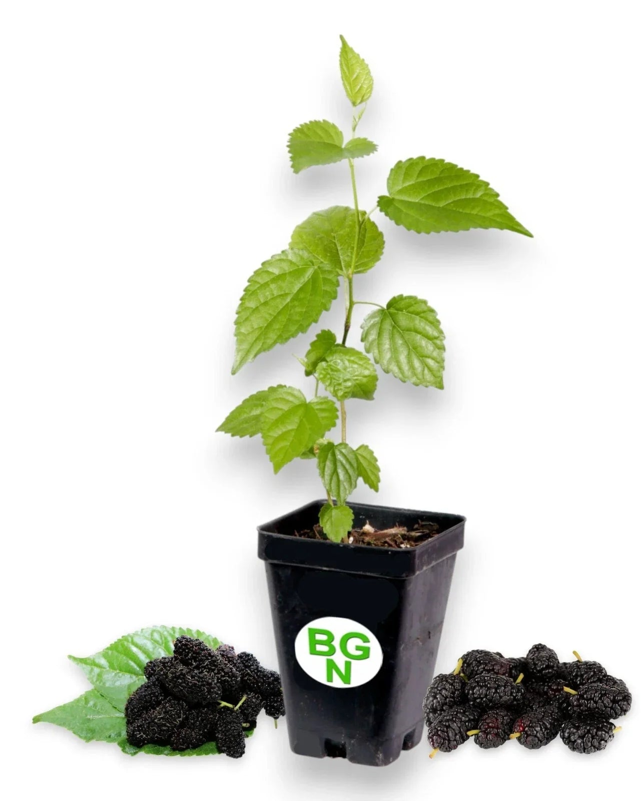 Dwarf Black Mulberry Live Plant - Everbearing Morus Nigra for Home Gardens