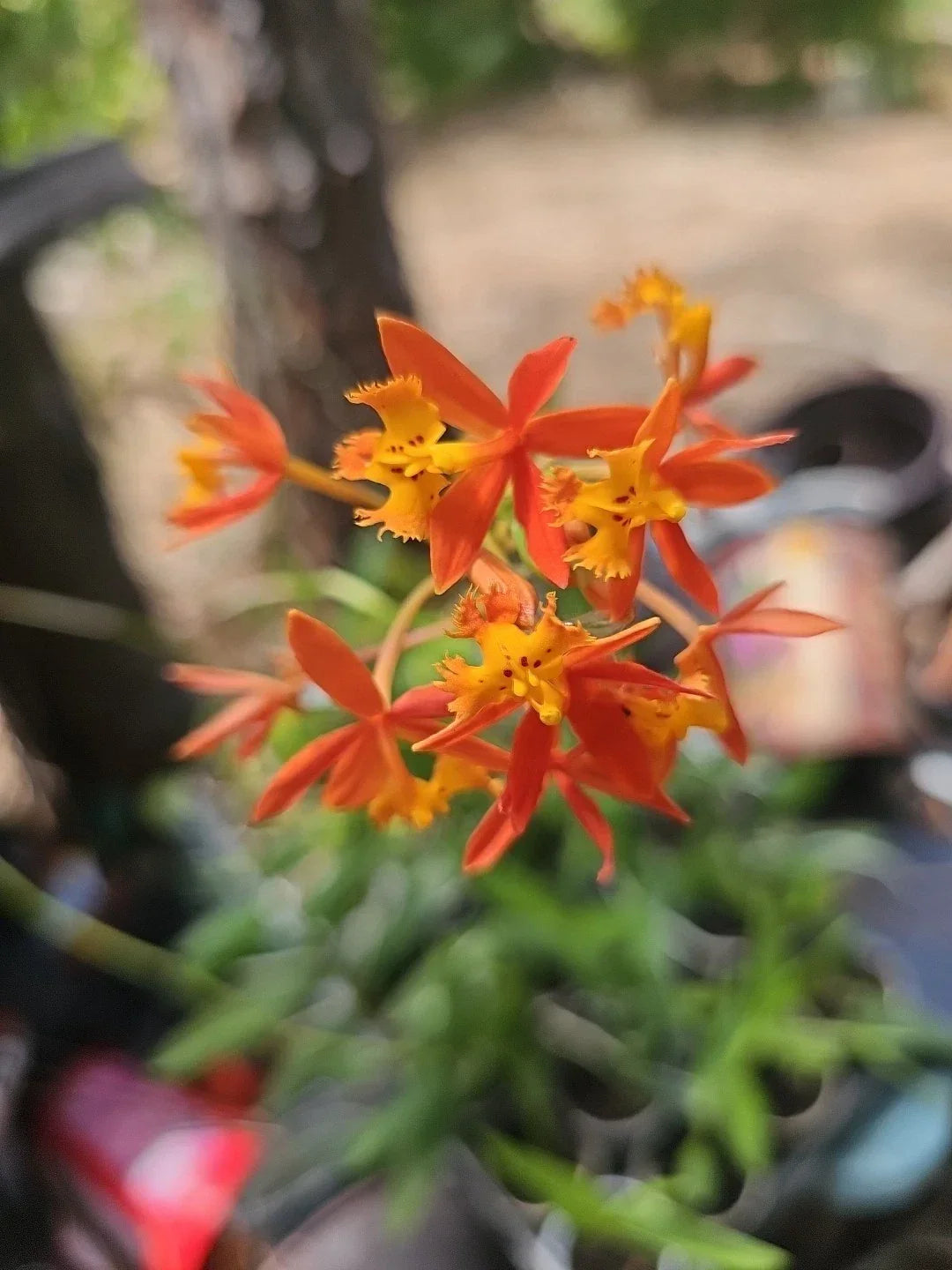 Epidendrum radicans Reed Stem Orange Dschungle Dancing Lady Orchid Plant