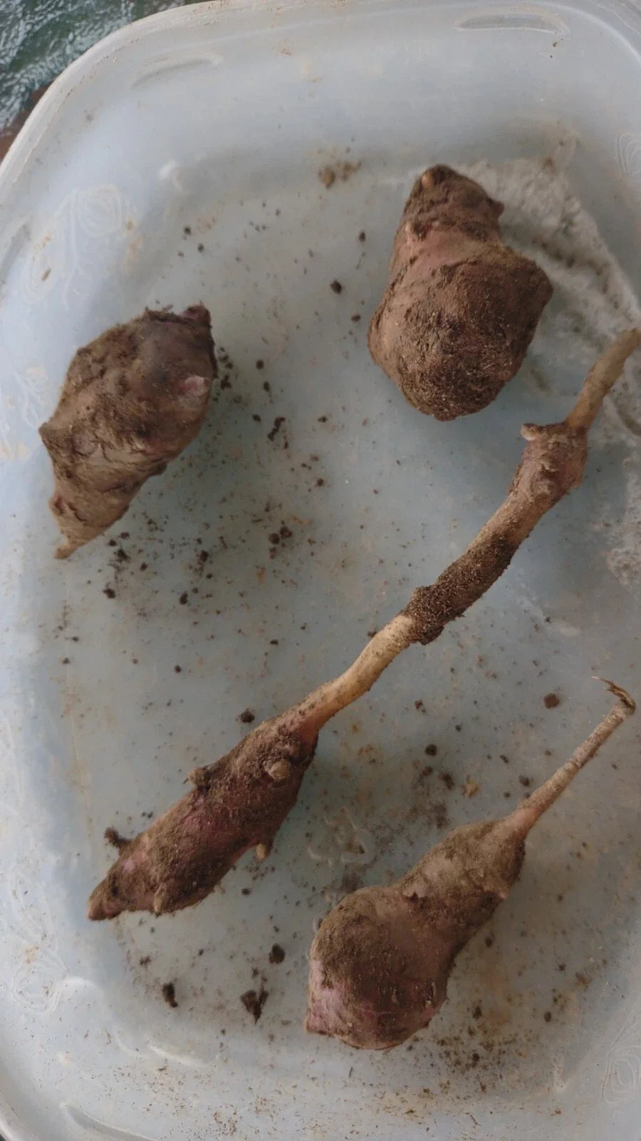 Organic Jerusalem Artichoke Tubers - Medium/Large Red Helianthus tuberosus for Planting