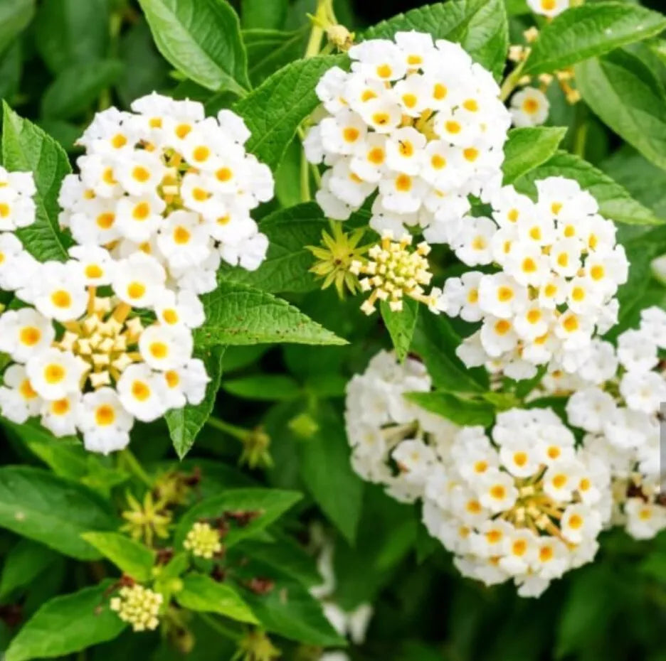 Lantana Trailing White Live Plant - Flowering Groundcover Perennial Lantana montevidensis