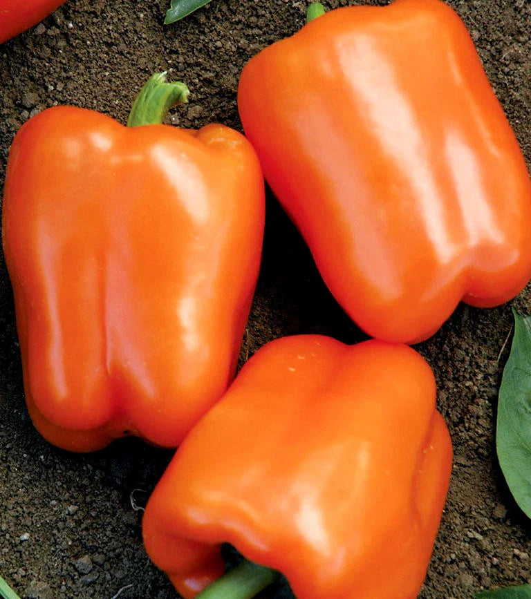 Orange Sweet Bell Pepper Seeds - NON-GMO Heirloom Capsicum annuum