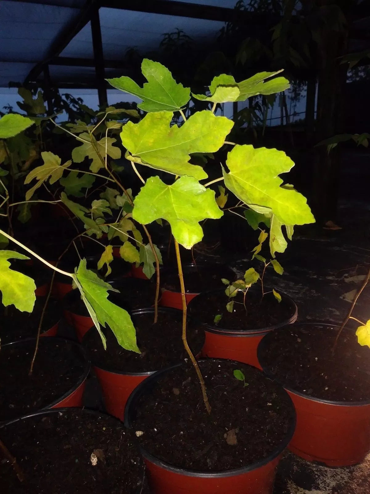 Ficus Beers Black Fig Tree Starter Plant 5-8" Cold Hardy Ficus carica 'Beers Black' Indoor Outdoor