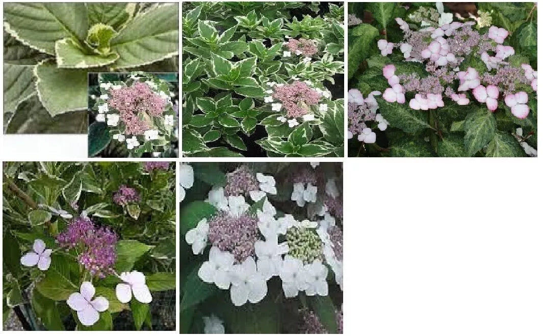 Hydrangea Cuttings 4-6" Variegated Foliage Ice Pink Purple White Flowers Hydrangea spp.