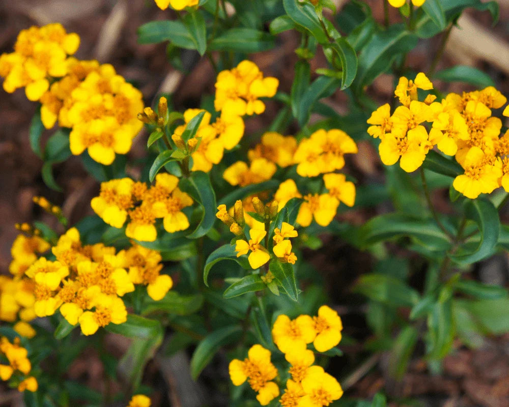 Mexican Tarragon Seeds NON-GMO | Texas Tarragon Tagetes lucida