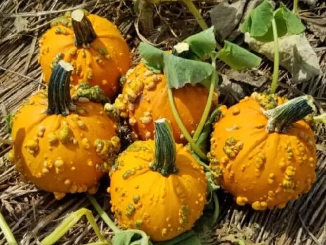 Baby Bumps Pumpkin Seeds - 10 Pack Heirloom Cucurbita pepo Bumpy Mini Pumpkins for Fall Decor & Gardening