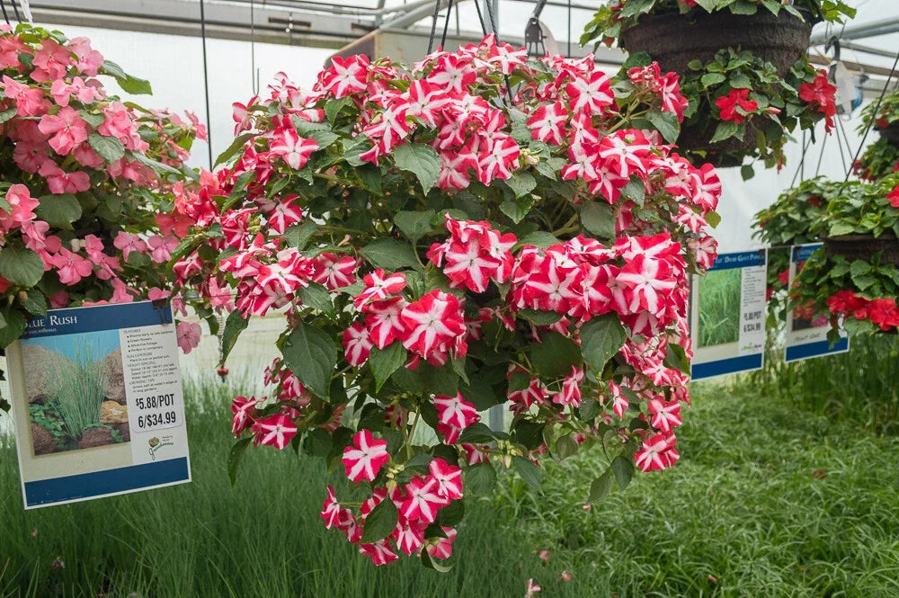Busy Lizzy Impatiens Seeds 100 Count Accent Red Star - Impatiens walleriana for Shade Gardens, Containers, Flower Beds
