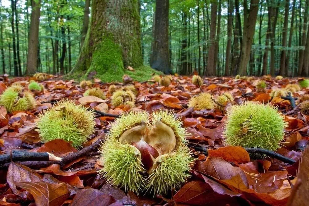Colossal Chestnut Tree Seeds - Large Size Castanea sp. for Growing Big Chestnuts and Shade