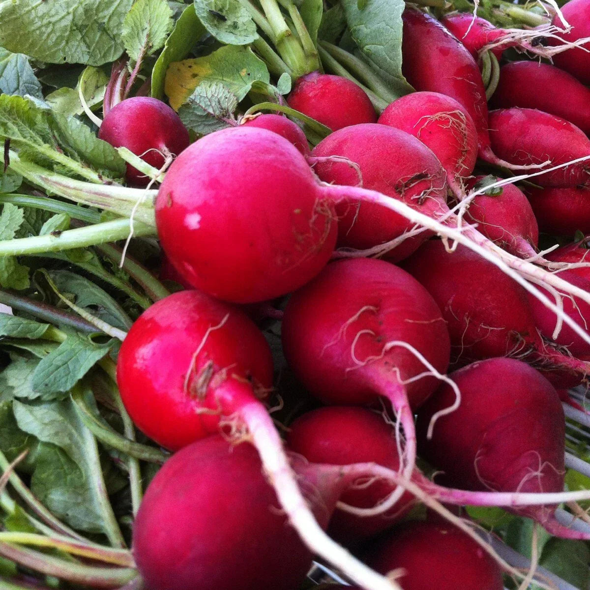 Champion Radish Seeds NON-GMO Fast Harvest Raphanus sativus