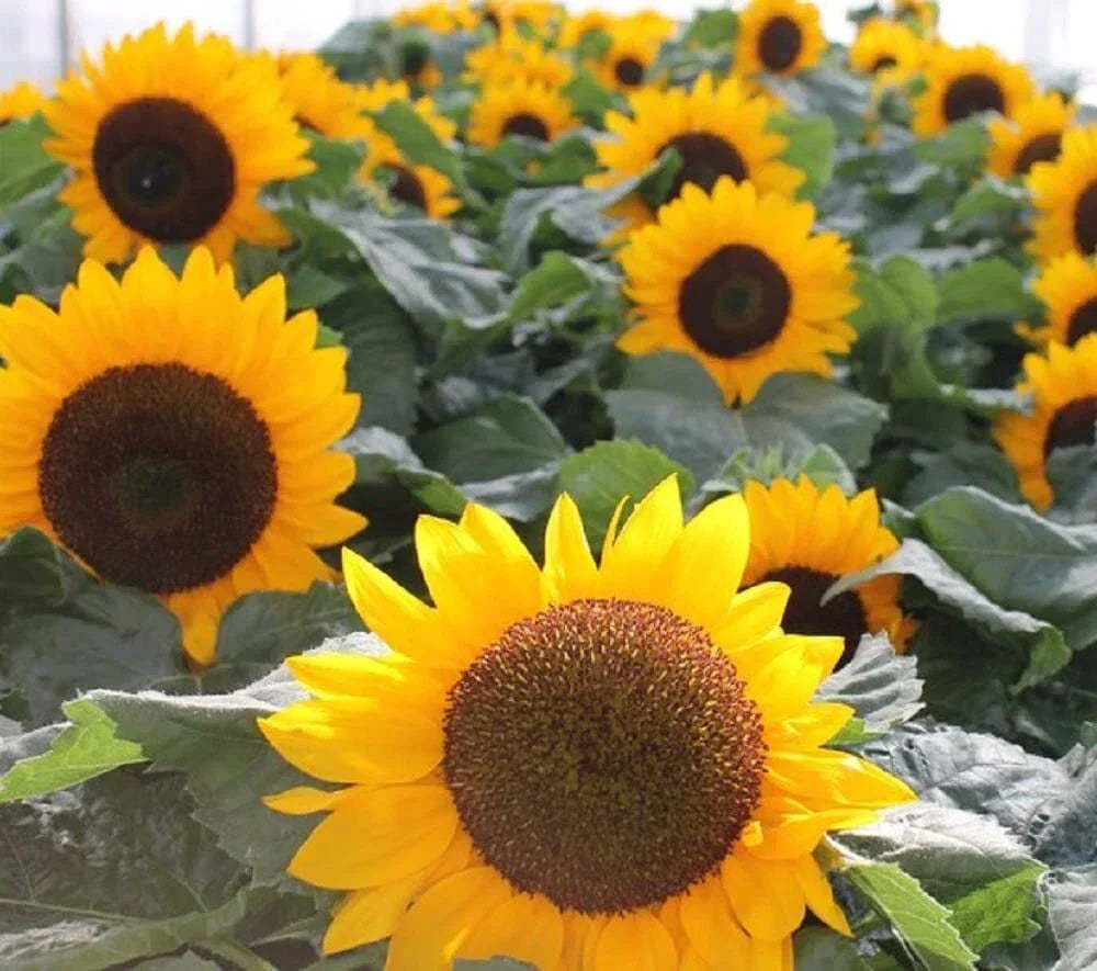 Sunspot Sunflower Seeds 30g | Heirloom Non-GMO Helianthus annuus for Full Sun Gardens