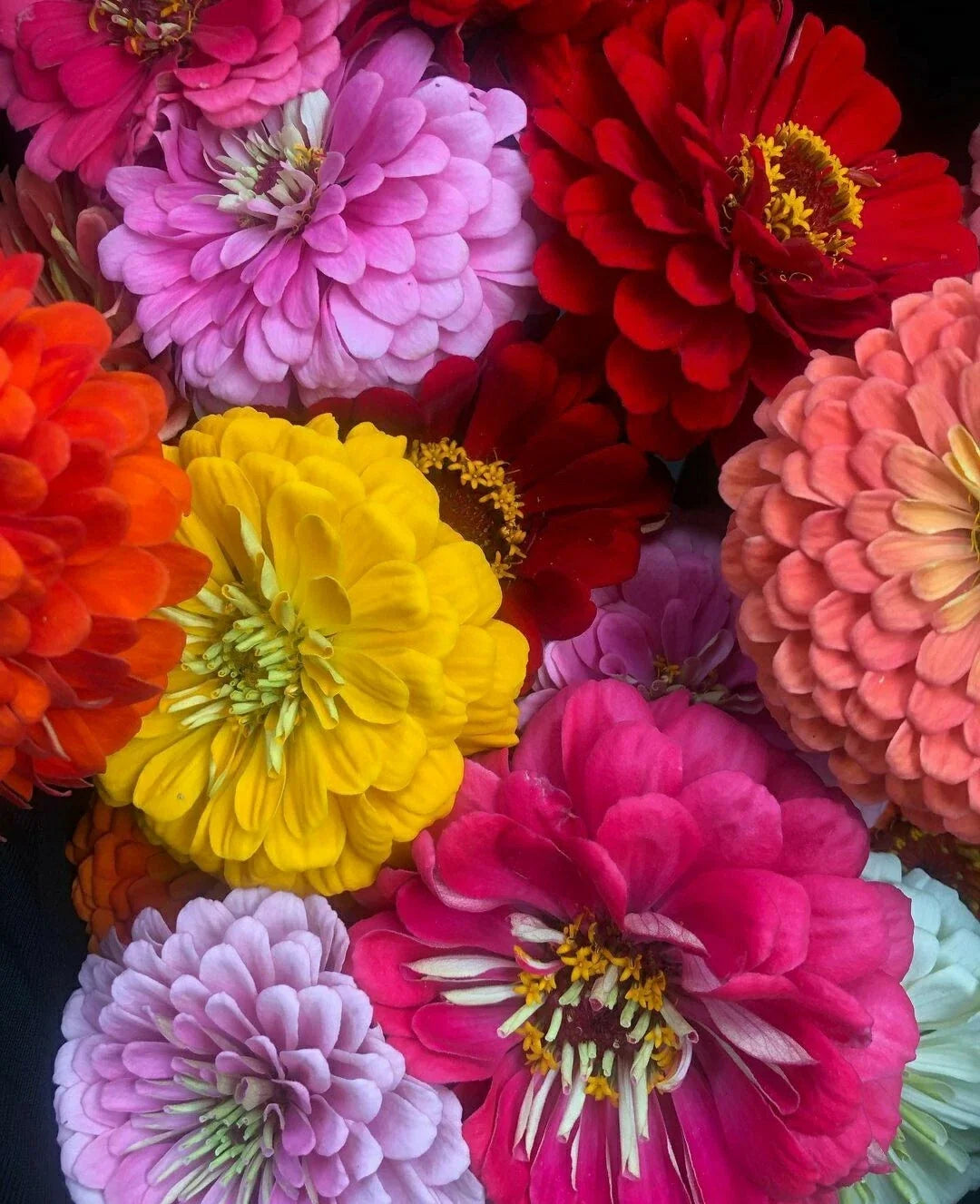 Zinnia elegans Seeds - 50 Pack California Giants Vibrant Annual Flowers for Garden, Cuttings & Pollinators