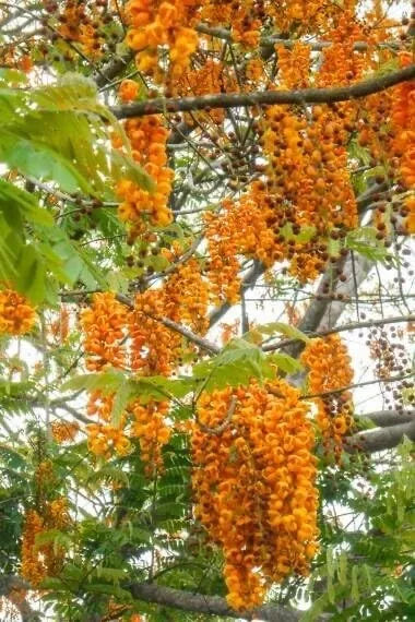 Bronze Shower Tree Seeds - Cassia moschata Tropical Flowering Plant for Garden Landscape - 10 Seeds