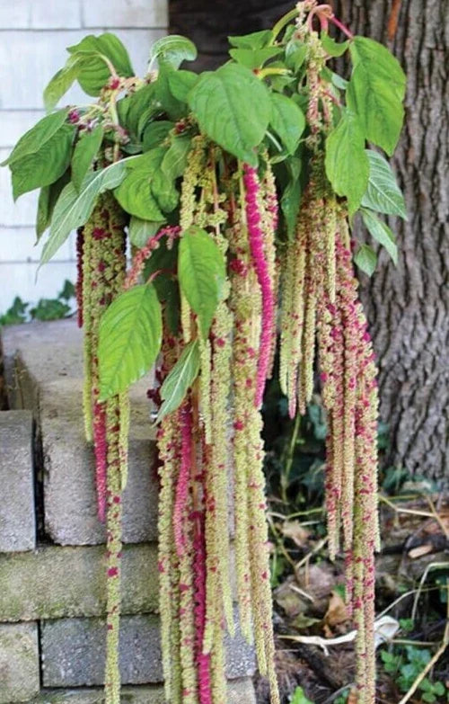 Amaranthus 'Mira' Seeds – Annual Edible Flower, Vibrant Red and Green Foliage, 35 Count, Amaranthus tricolor
