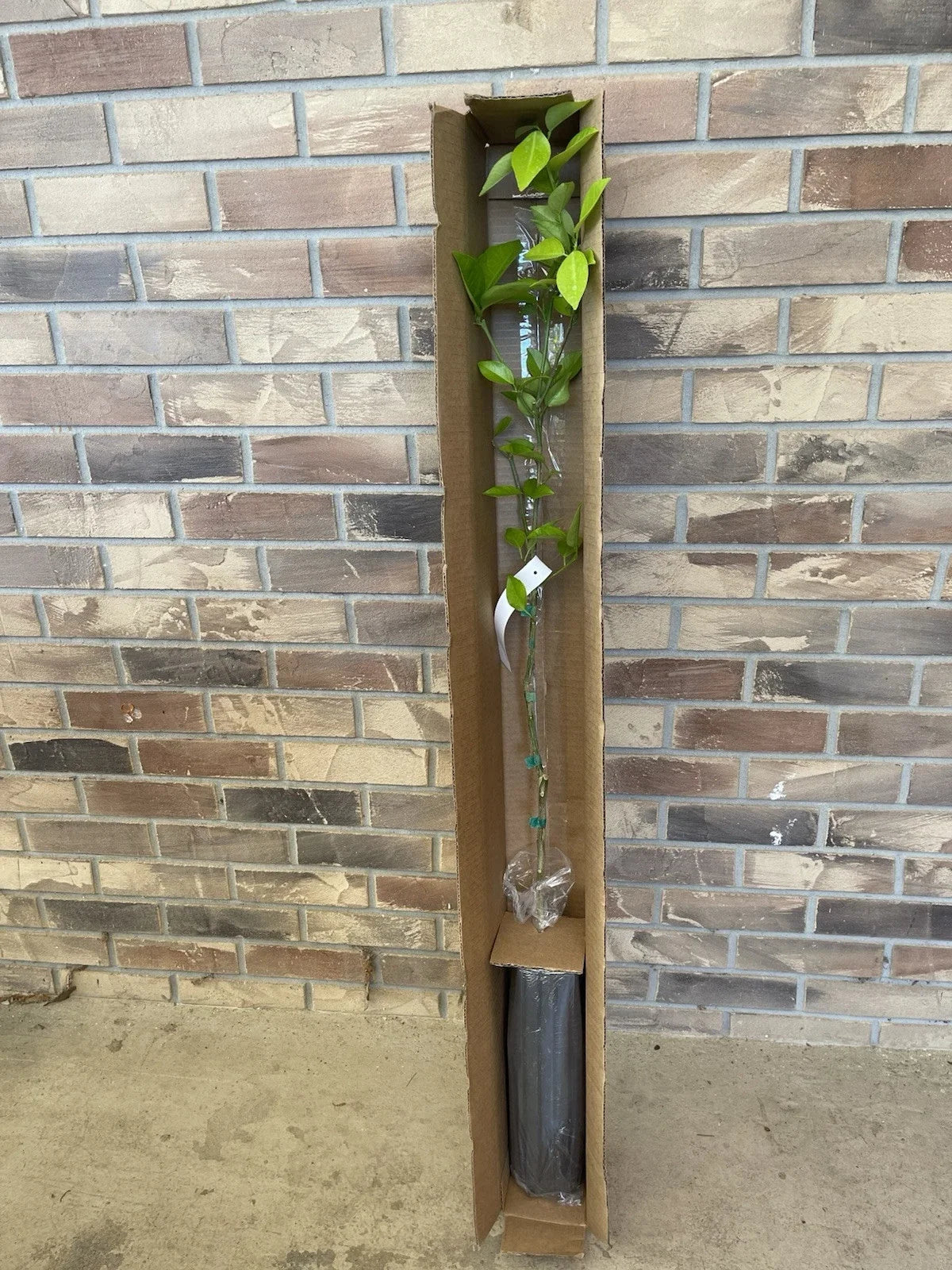 Sweet Valencia Citrus Tree 4 Ft Budded in Pot | Citrus sinensis | Juicy Oranges | Garden & Patio Fruit Tree