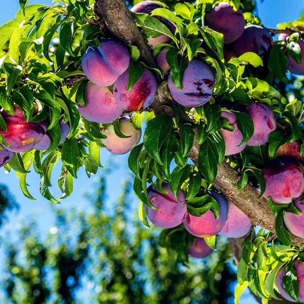 American Plum Tree Seeds (Prunus americana) - Hardy Fruit Tree for Zone 3 Gardening