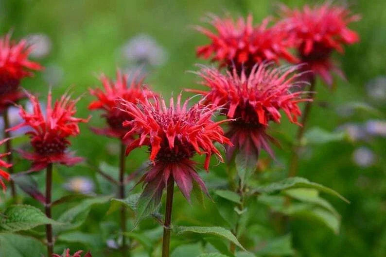 Red Bee Balm Seeds - 100 Pack - Monarda didyma - Attract Hummingbirds & Pollinators