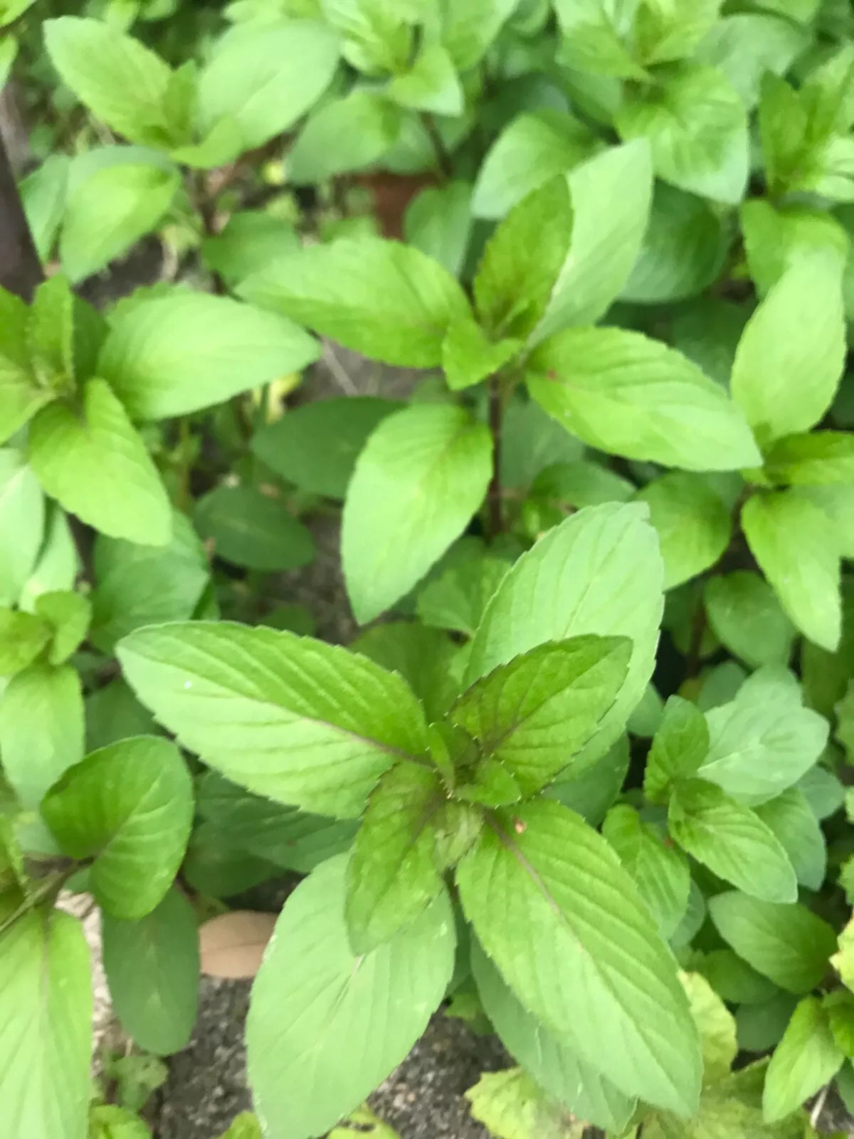 Chocolate Mint Culinary Herb Plants - 5 Perennial Rau Hung Cay Mentha for Cooking & Tea