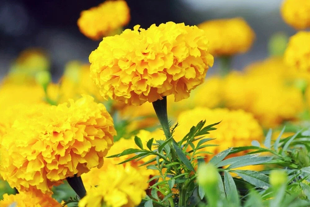 Oriental Marigold Flower Seeds - 50 Pack, Vibrant Orange, Tagetes erecta, Easy Grow, Full Sun, Drought Tolerant