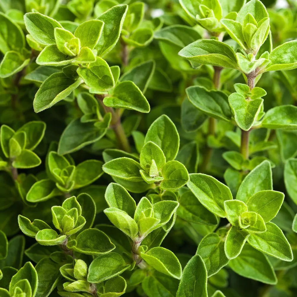 Italian Oregano Herb Seeds Non-GMO Origanum Vulgare Culinary Herb Gardening