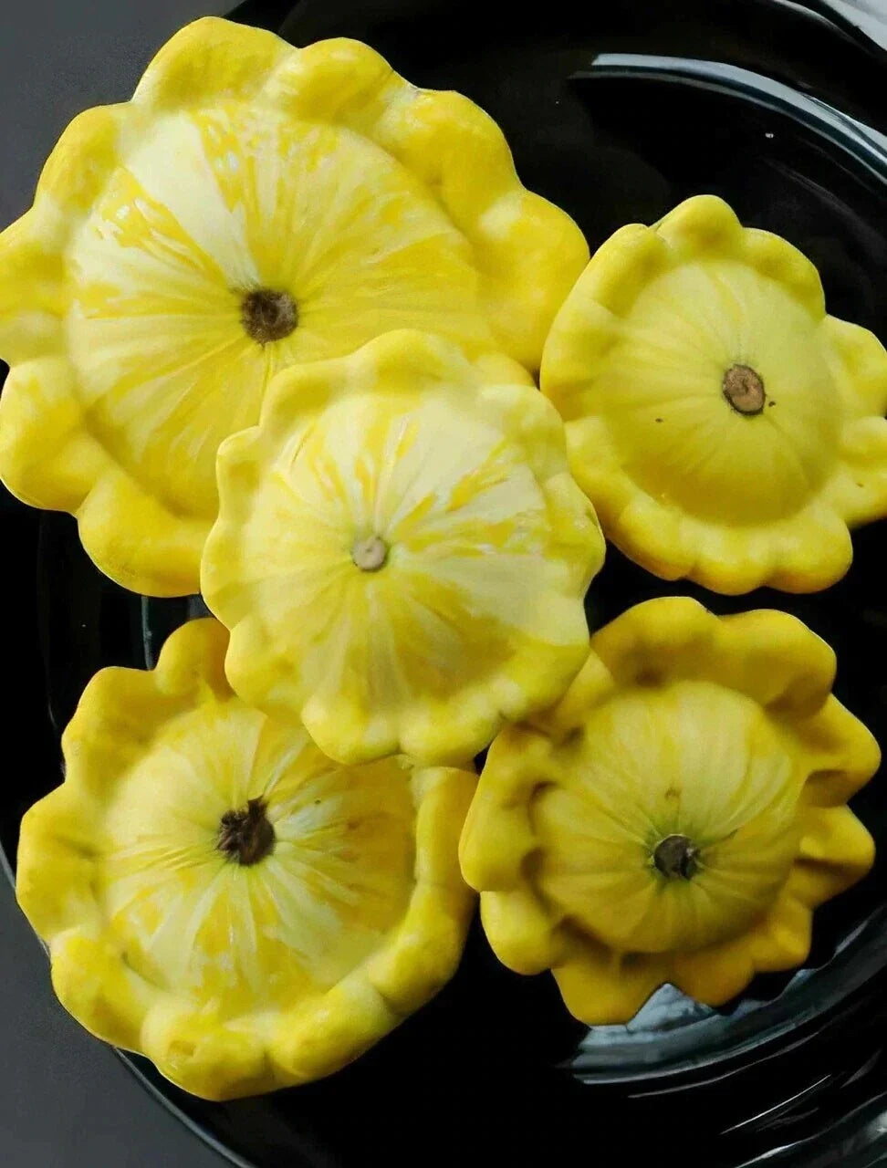 Yellow Bush Scallops Seeds - 20-700 Cucurbita pepo Summer Squash, Golden Custard Patty Pan, Compact Bush Plant