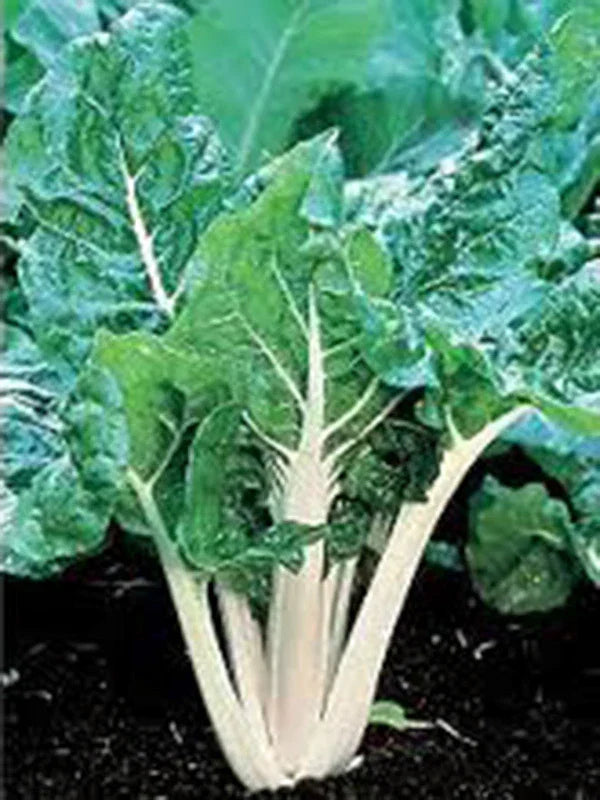 Swiss Chard Seeds Large White Ribbed Heirloom - 25+ Seeds Beta vulgaris subsp. cicla