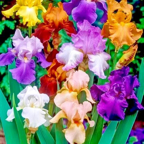 Bearded Iris Bulbs 5-Pack Mixed Colors Reblooming Tall Perennial Iris germanica