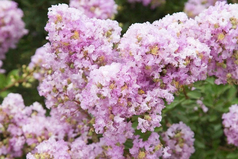 Lavender Cape Myrtle Seeds | Perennial Lagerstroemia indica | Drought-Tolerant Flower Seeds for Gardens & Containers