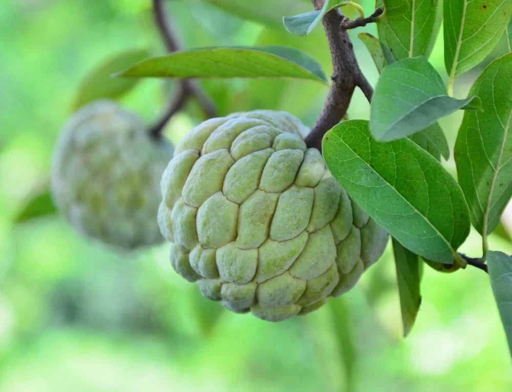 Sugar Apple Tree Seeds - Annona squamosa - Exotic Tropical Fruit Tree for Bonsai & Container Gardening
