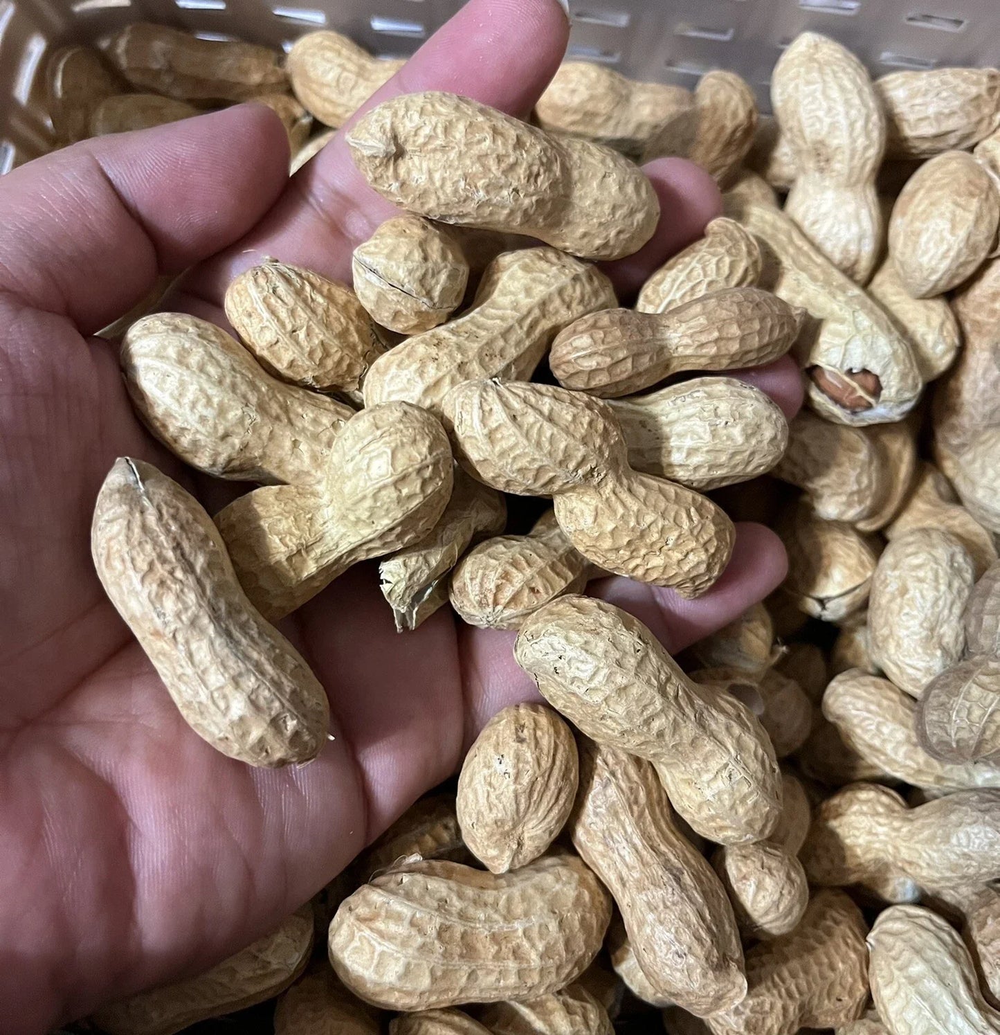 Virginia Jumbo Peanut Seeds - 40+ Count Arachis hypogaea High Yield Planting Seeds for Home Garden
