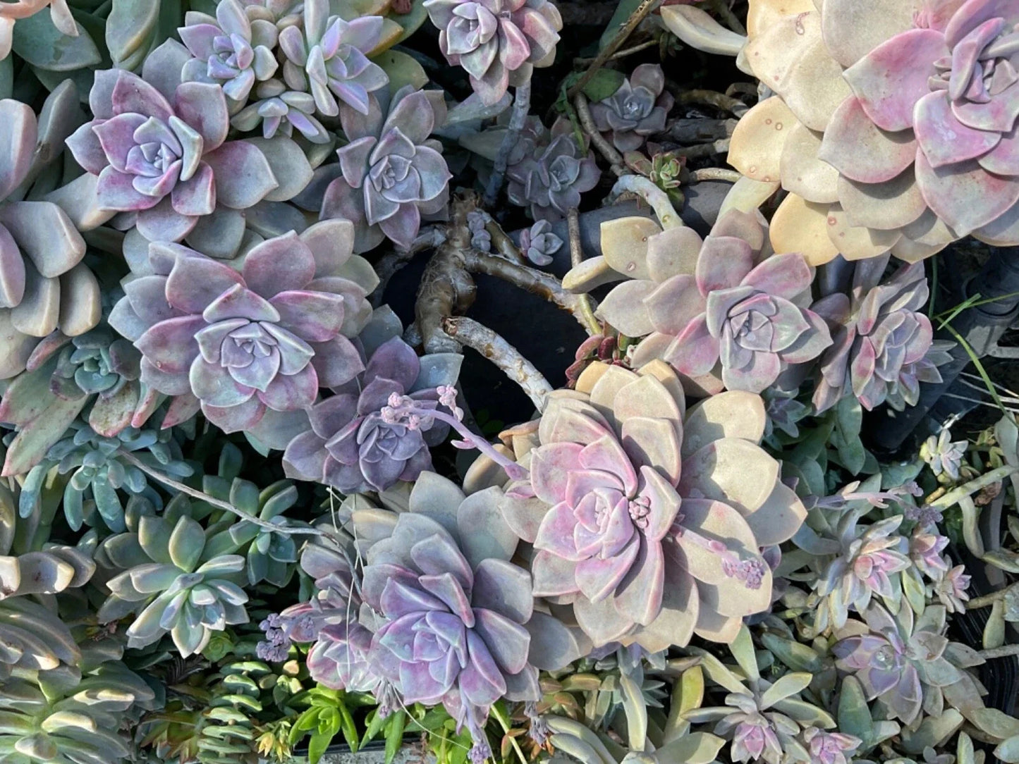 Graptopetalum Purple Delight Succulent Plant in 4" Pot, Rare Indoor Cactus, Crassulaceae, Easy Care, Drought Tolerant