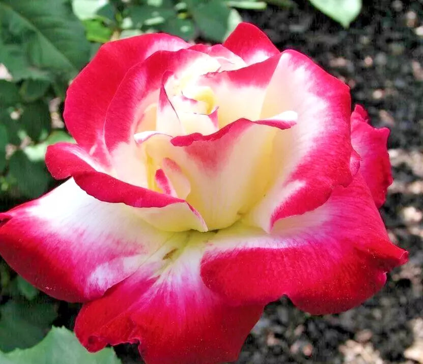 Rose Bush Double Delight 1-2' Bicolor Fragrant Hybrid Tea Rosa 'ANDeli' Live Plant