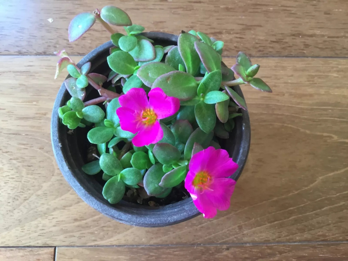 Purslane Cuttings 8-Color Mix Winter Flowering Moss Rose (Portulaca grandiflora) for Rooting