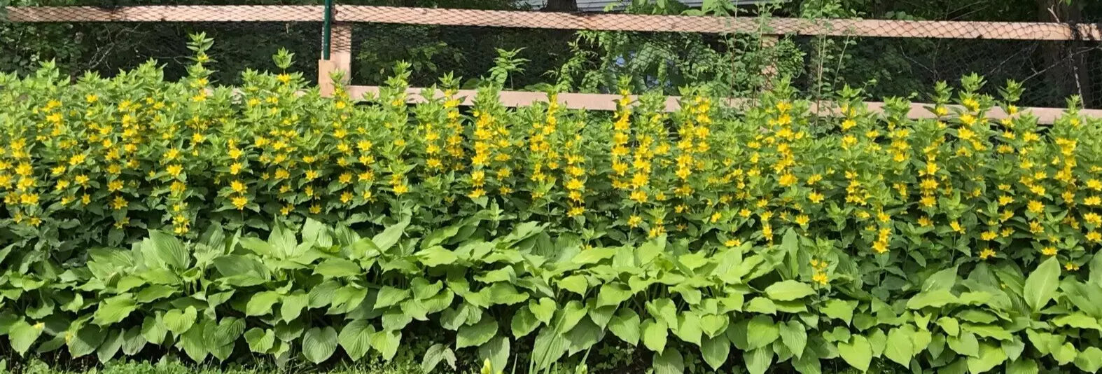Bare Root Yellow Loosestrife Perennials - Lysimachia vulgaris, Butterfly Attracting, Deer Resistant, Garden Flowers