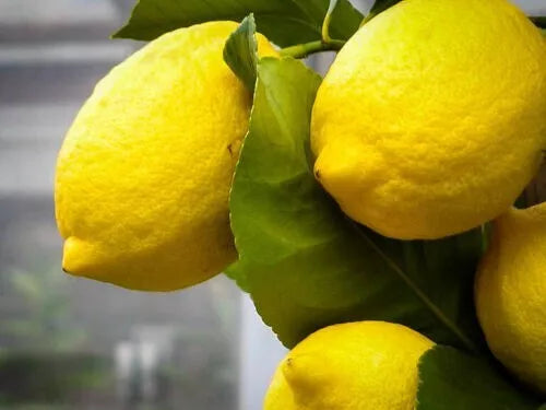 Meyer Lemon Seeds - Mixed Sizes - Citrus Ã— meyeri Fruit Tree for Indoor/Outdoor Growth