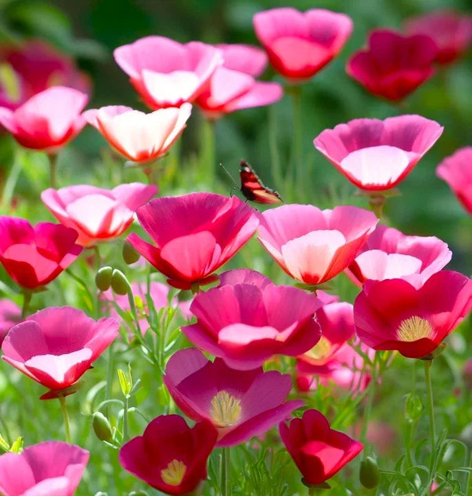 Carmine California Poppy Seeds | Pink & Purple Flower Seeds | Eschscholzia californica | Wildflower Garden Plant Pack