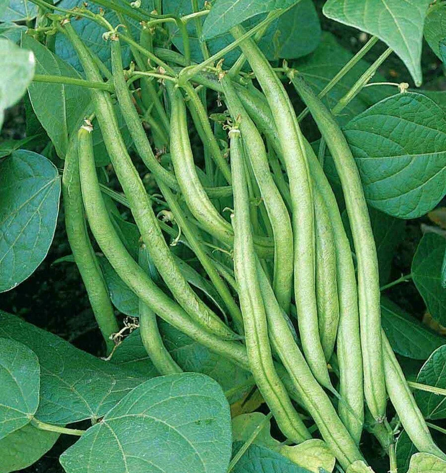 Tendergreen Green Bean Seeds - Heirloom Non-GMO Bush Vegetable Seeds - Phaseolus vulgaris, 100 Seeds