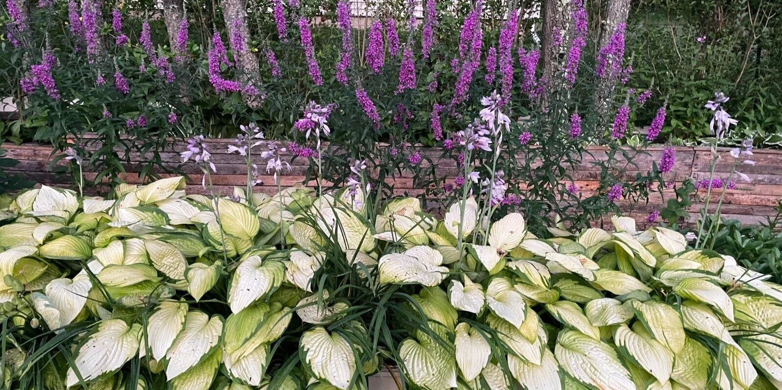 Hosta 'Gold Standard' Bare Root 3-Pack, Clumping Perennials, Golden Foliage, Pet & Child Safe, Low to Full Sun, Hosta sieboldiana