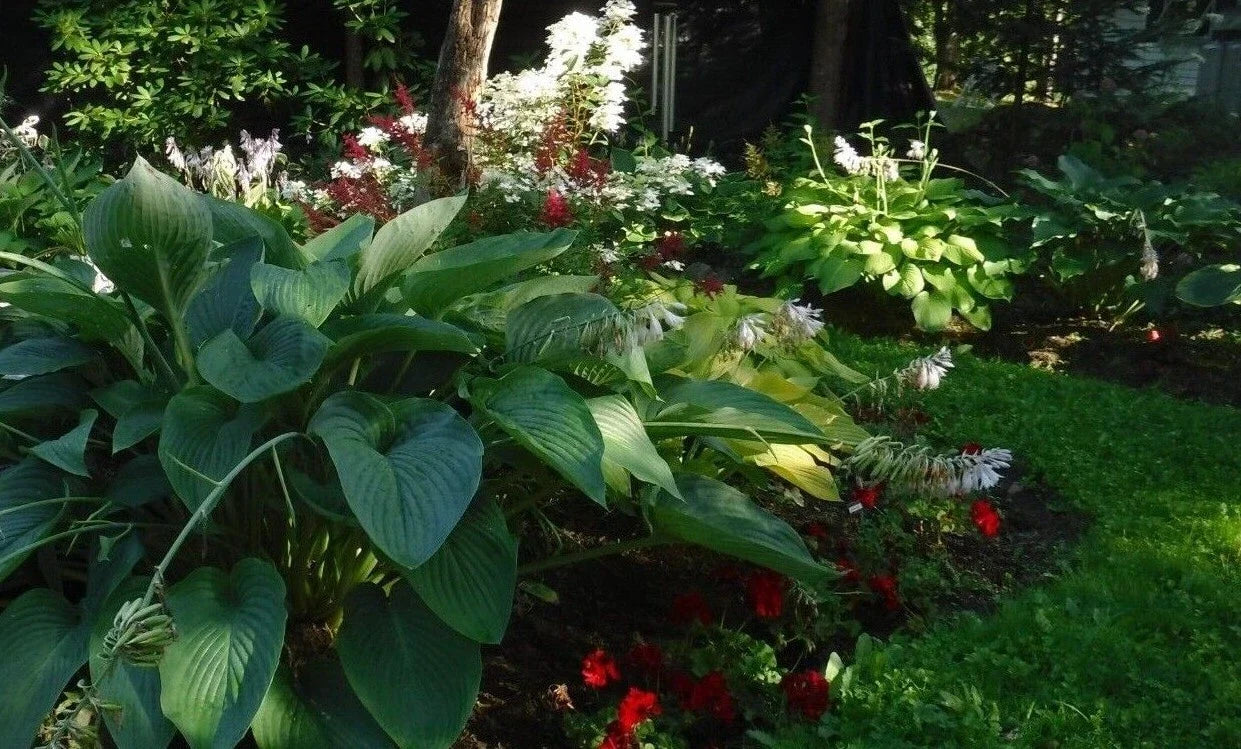 Hosta Seeds Mix - Large to Giant Perennial Seeds with Colorful Leaf Shapes - Hosta spp.