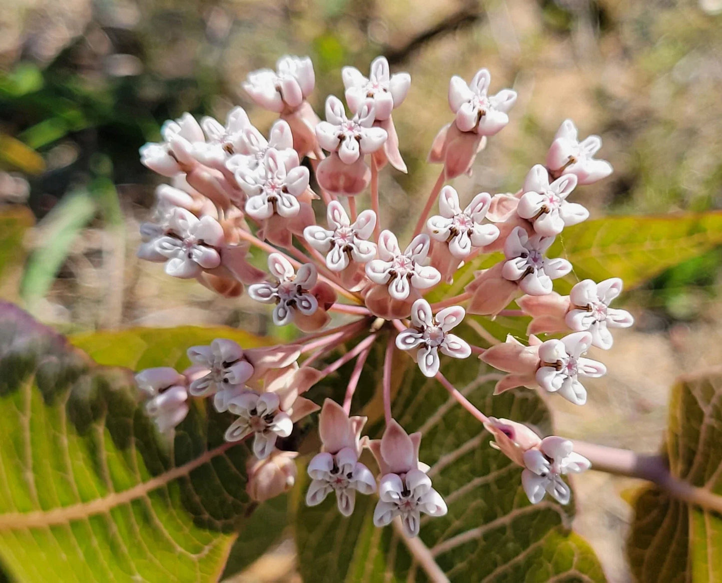Pinewoods Milkweed Seeds | 5 Pack | Asclepias Humistrata Florida Native Sandhill Plant for Butterfly Gardens